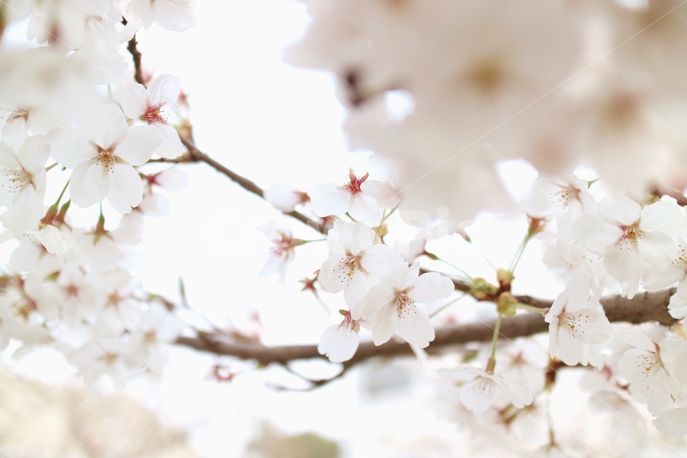 자연,꽃,벚꽃,봄,봄꽃,꽃나무,나무,풍경,색감,감성,힐링,봄,계절,spring,season,식물,자연,plants,nature,꽃,flower,plant,blossom