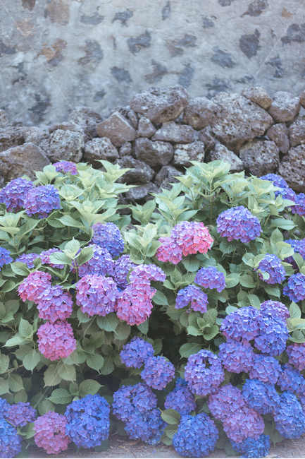 수국,제주,6월,꽃,보라색,핑크색,식물,자연,plants,nature,꽃,flower,색깔,색상,색채,색감,color sense,color sensitivity,feeling of color