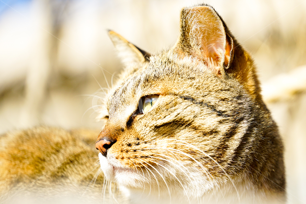 고양이,동물,포유류,길냥이,cat,animal,pet,동물,animal,포유류,mammal,고양이,cat,kitten,kitty