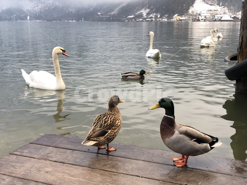 동물,animal,새,bird,물새,백조,오리