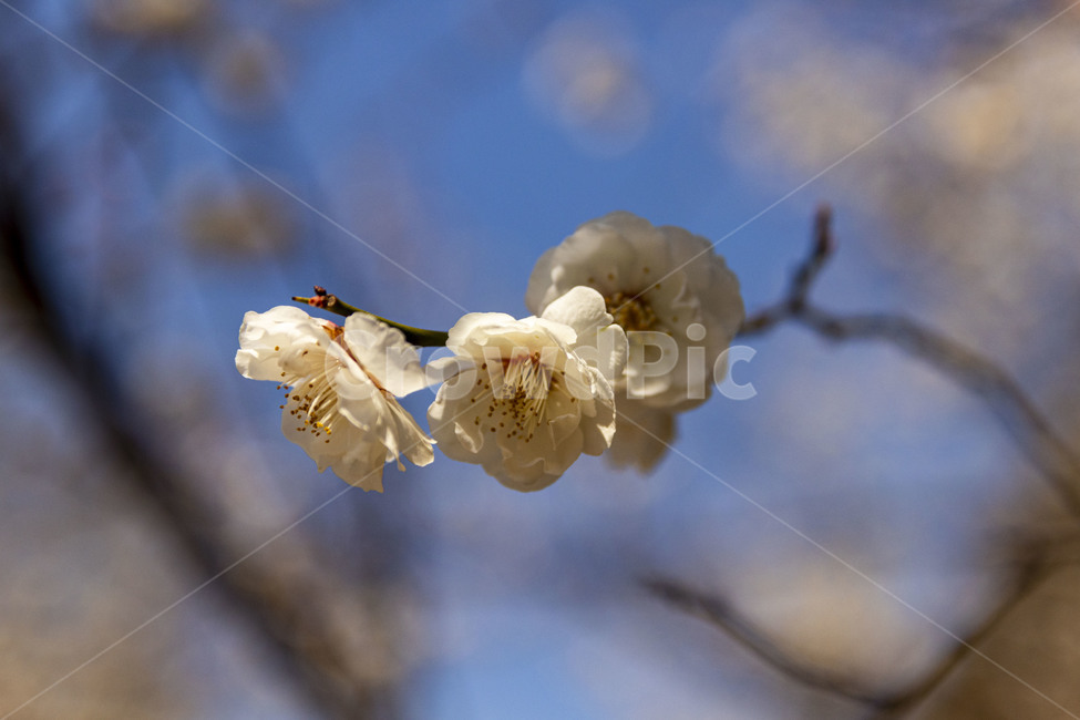 매화,매화꽃,백매화,plumblossom,whiteplumblossom,봄꽃,식물,plant,봄,계절,spring,season
