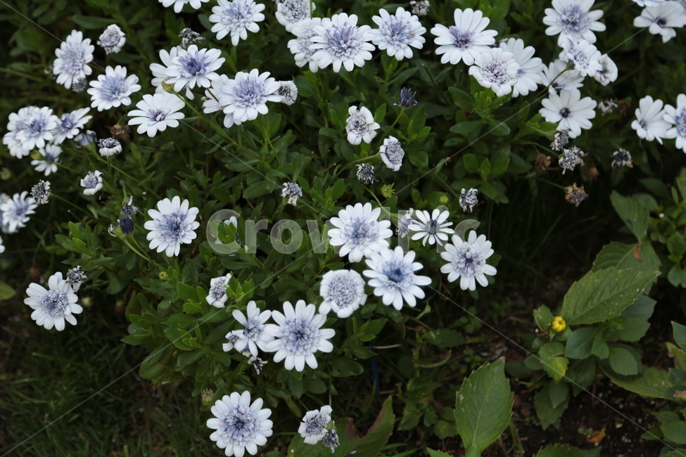 꽃,축제,자연,녹색,꽃들,식물,자연,plants,nature,꽃,flower