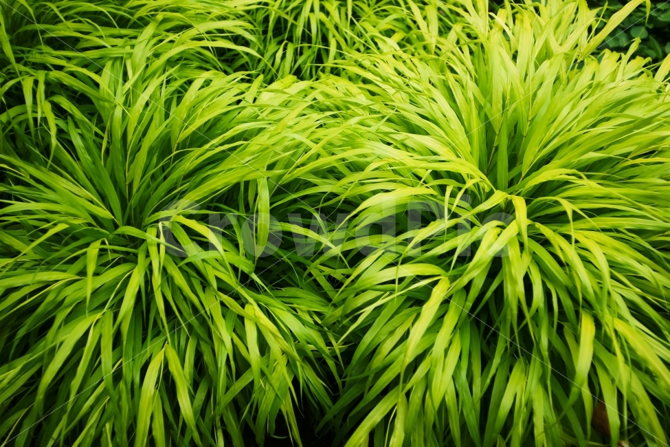 공원,풀,녹색,두다발,대비,감성사진,자연,식물,자연,plants,nature