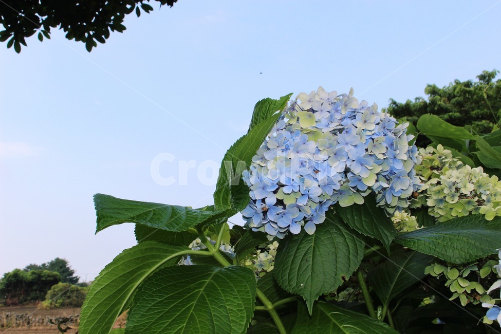 수국,식물,plant,꽃,꽃잎,잎,flower