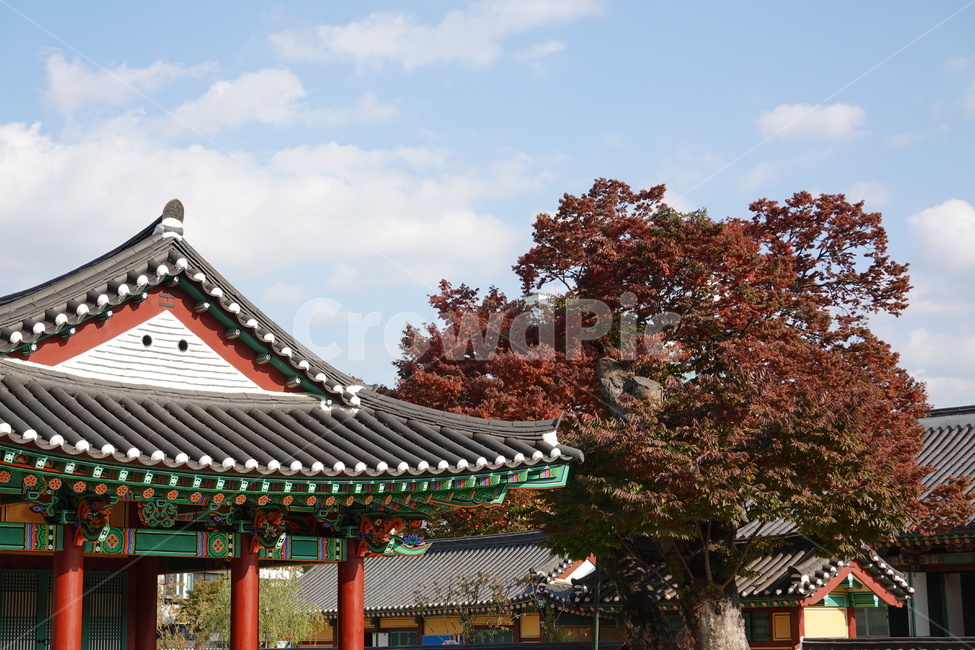 감영,가을하늘,단풍,건물,지붕,가을,계절,fall,autumn,season,한국전통,한국문화,korean traditional,korean culture