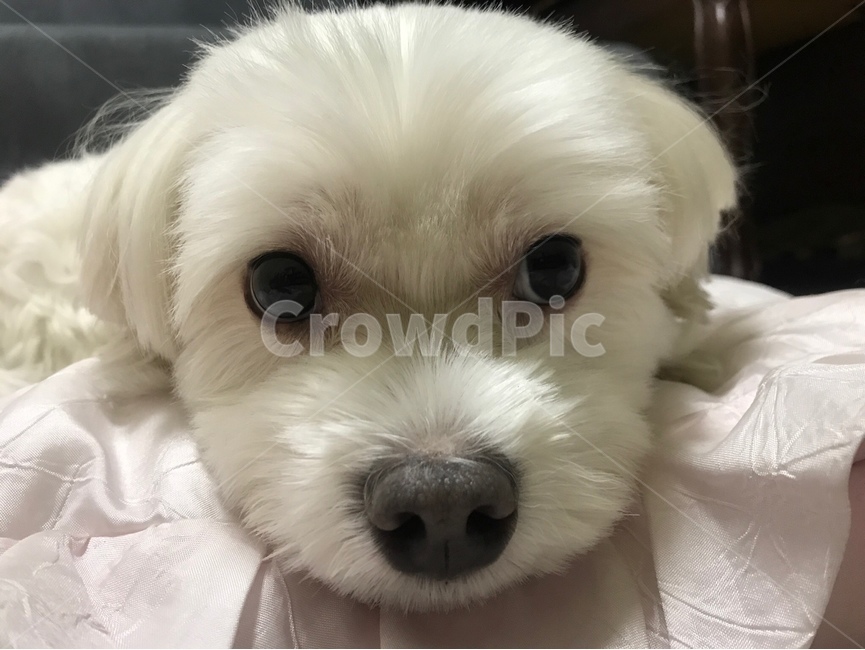 강아지,애완동물,귀여운,멍뭉미,애완견