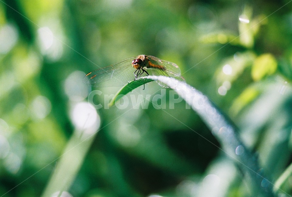 잠자리,곤충,풀잎,자연,dragonfly,nature,insect,동물,animal,곤충,벌레,insect,bug,감성,sensible,feeling,휴식,힐링,rest,relaxation,healing
