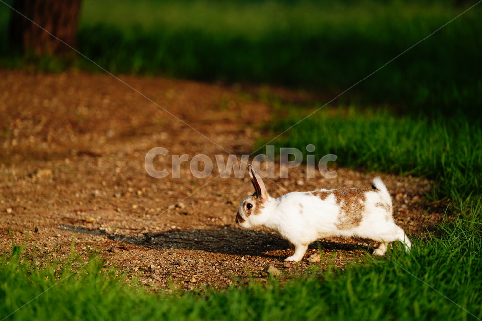 토끼,동물,생명,생물,자연,rabbit,animal,포유류,포유류,mammal