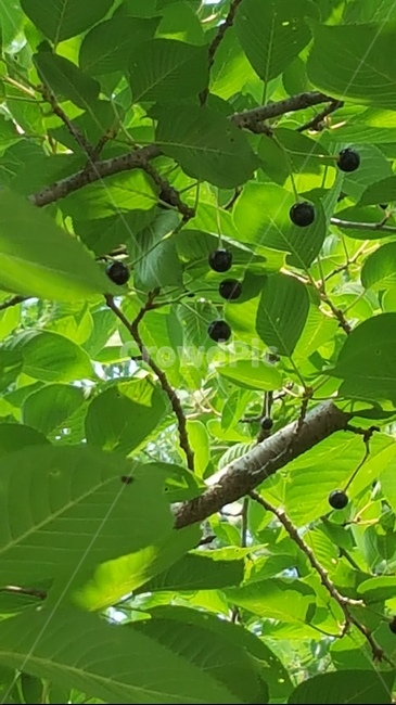벚나무,자연,연두,식물,버찌,식물,자연,plants,nature,과일,열매,fruit