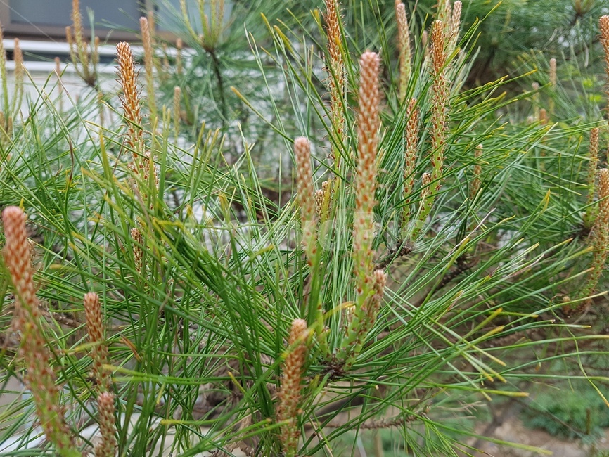 plant,식물,tree,나무,소나무순,소나무