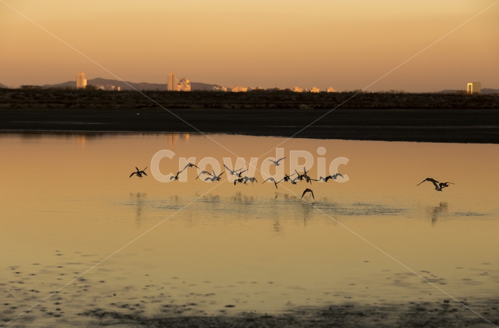 운염도,운염도해질녁,운염도노을,해직녁,새,자연,풍경,nature,landscape,동물,animal,조류,새,birds,flock,대군,bird
