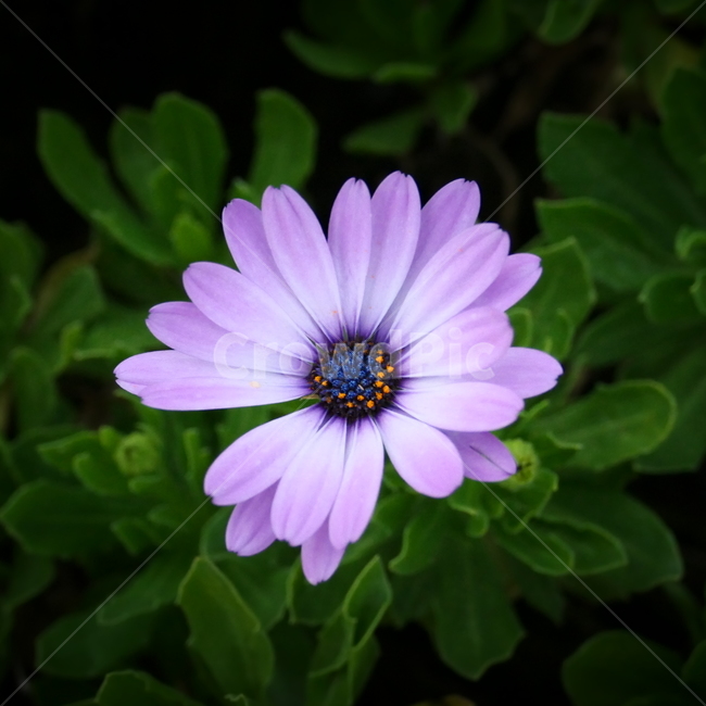 꽃,예쁨,아름다움,flower,보라색,purple,beautiful,blossom,plant,식물,자연,plants,nature,꽃,flower