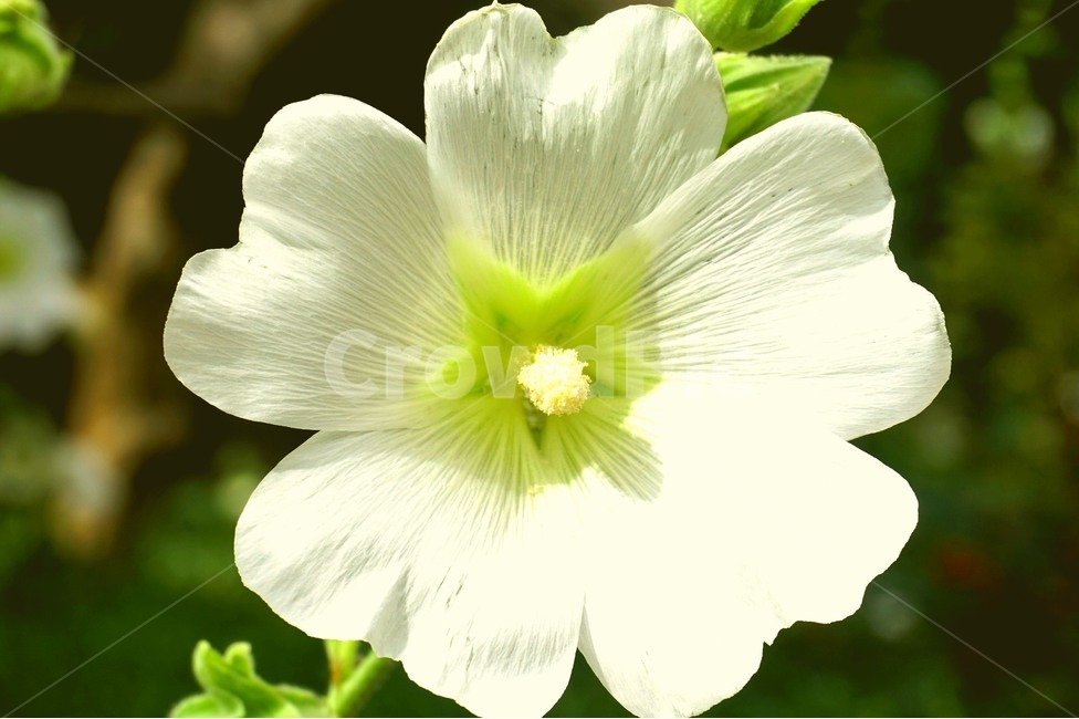 꽃,그린,식물,flower,flowers,무궁화,힌색,식물,자연,plants,nature,꽃,flower
