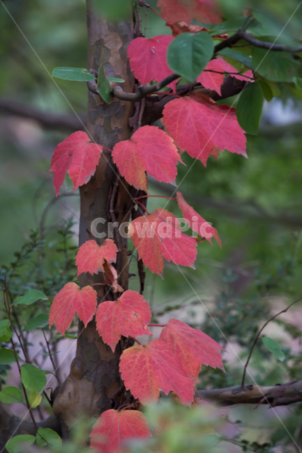 가을,leaf,잎,plant,식물,tree,나무,가을,계절,fall,autumn,season