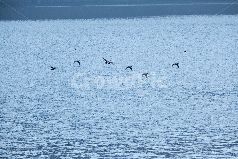 저수지,철새,호수,반계리,반계리저수지
