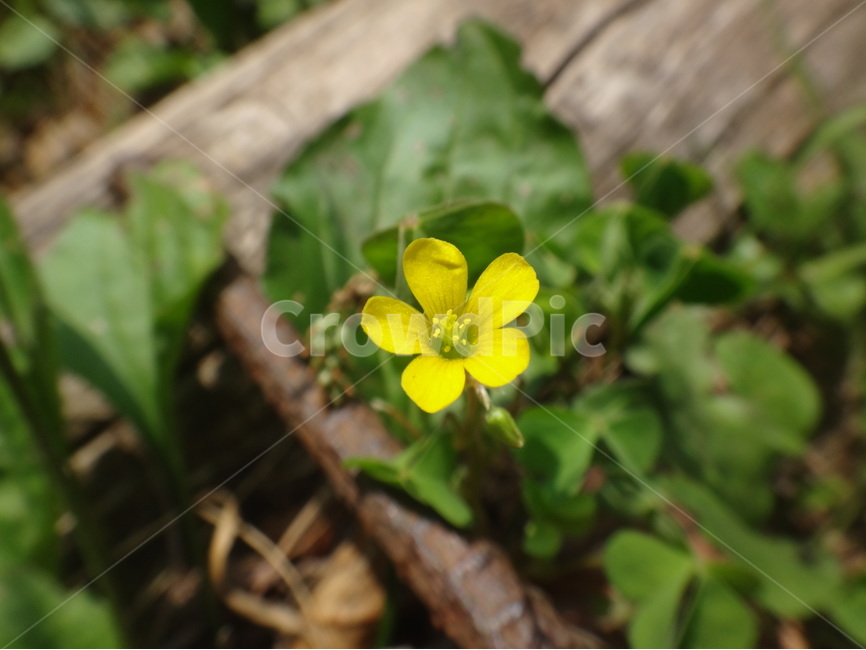 자연,노란꽃,풀잎,초록색,노란색,식물,자연,plants,nature,꽃,flower