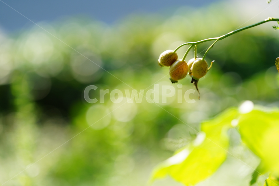 꽃,식물,생물,플라워,flower,plant,식물,자연,plants,nature,꽃,flower