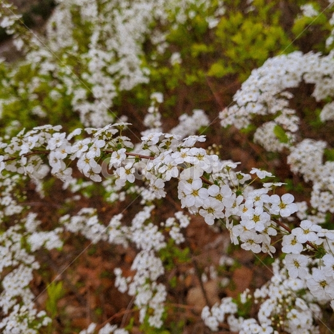 plant,식물,petal,꽃잎,blossom,flower,꽃,감성,레트로,retro,감성사진