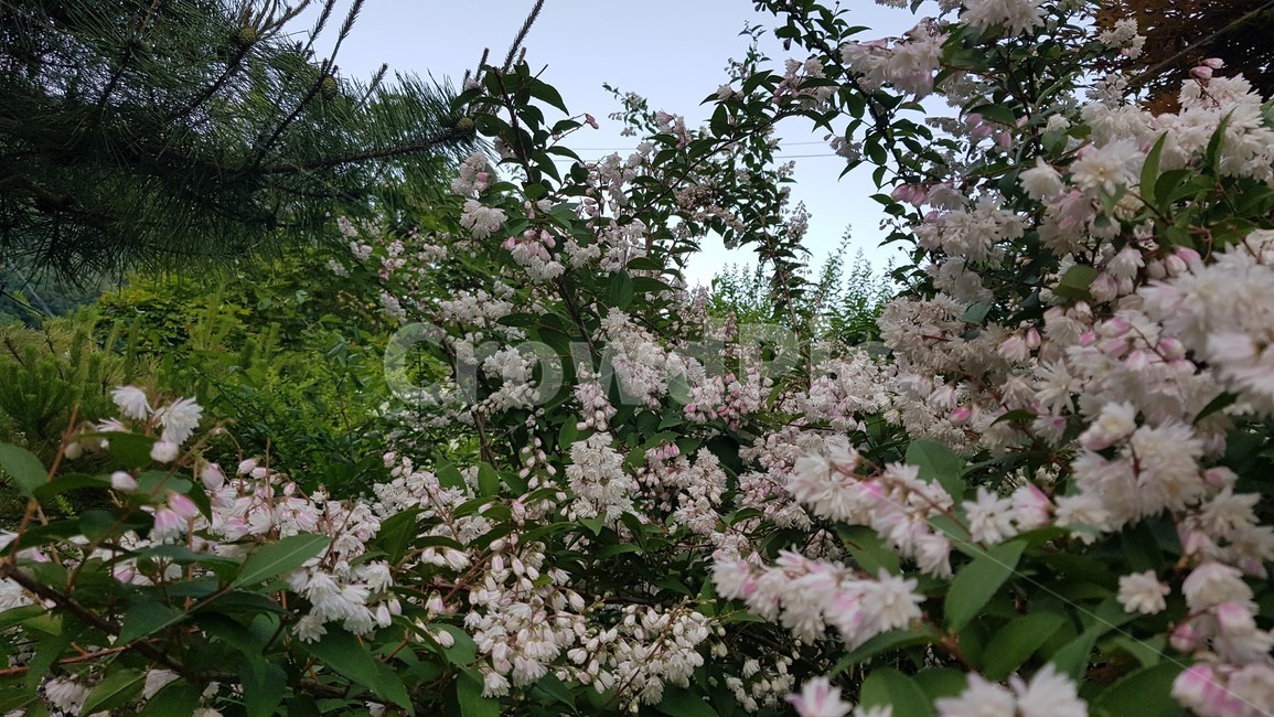 식물,꽃,plant,flower,blossom,자연,nature,식물,자연,plants,nature,꽃,flower