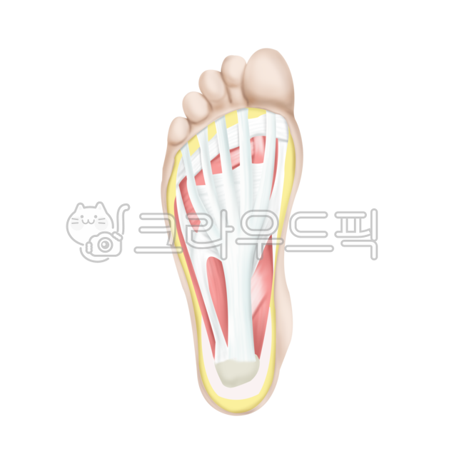 발뒤꿈치,발바닥,근막,해부학,anatomy,의료,의학,병원,medical,hospital,clinic