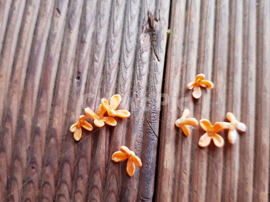 금목서꽃,주황색꽃,감성,flower,꽃잎
