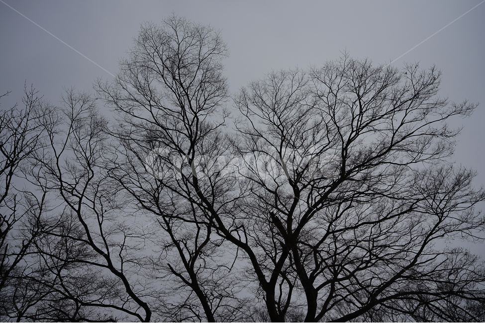실루엣,나무,나뭇가지,자연,풍경,느낌,감성샷,형태,풍경사진,식물,tree,감성사진,느티나무,식물,자연,plants,nature,나무,trees,wood,실루엣,그림자,silhouette,shadow