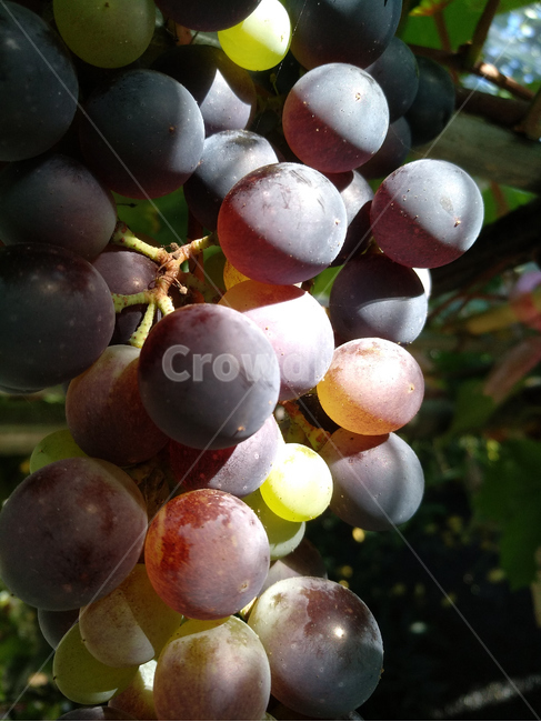포도,포도송이,과일,포도넝쿨,농작물,과일,열매,fruit