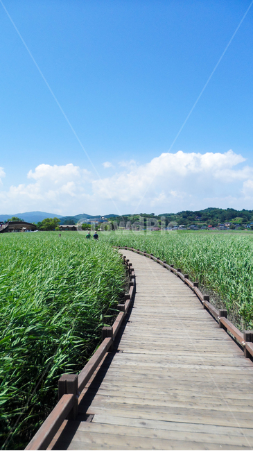 다리,bridge,산책로,boardwalk,nature,자연,outdoors,옥외,land,땅,습지,순천만,순천만습지,순천만생태공원,공원,자연,풍경,nature,landscape,building,건물