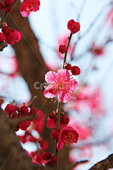 홍매화,매화,꽃,봄꽃,붉은꽃,식물,자연,봄,봄,계절,spring,season