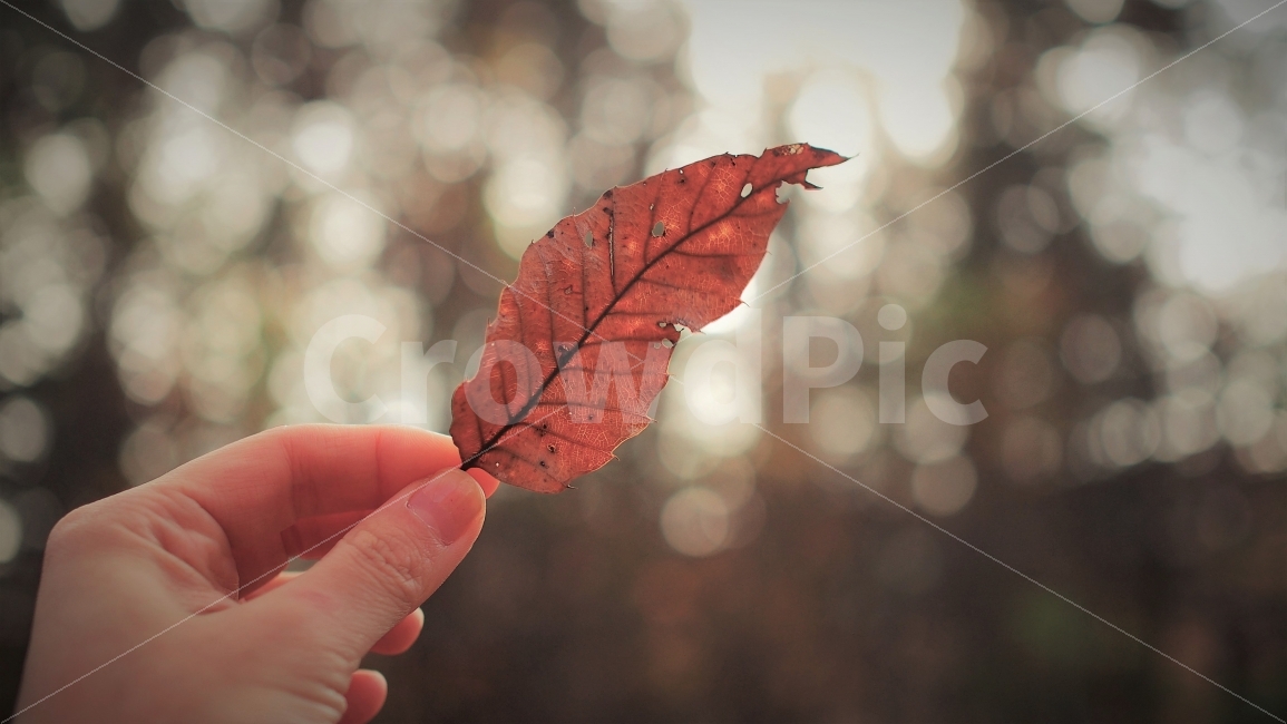가을,나무,자연,단풍,낙엽,김성,손,나뭇잎,식물,잎사귀,필름,가을,계절,fall,autumn,season,식물,자연,plants,nature,사람,인물,인간,human,person,신체일부,몸,body,감성,sensible,feeling,leaf,잎,plant,veins,정맥