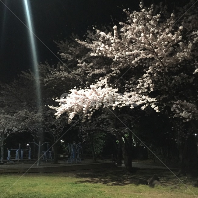 벚꽃,나무,봄,밤마실,산책,밤