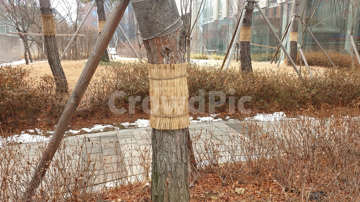 수목관리,나무,잠복소,나무잠복소,벌레집,벌레잠복소,볏짚,볏짚잠복소