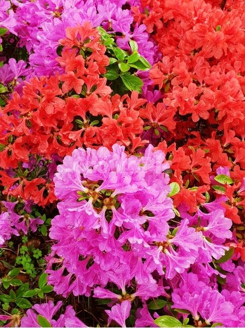 봄꽃,철쭉,칼라풀,꽃세상,봄철쭉,봄,계절,spring,season,식물,자연,plants,nature,꽃,flower,blossom,geranium,제라늄,plant,leaf,잎