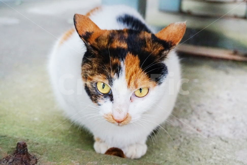고양이,대만,길고양이,눈알,솜털,여행,동물,animal,고양이,cat,kitten,kitty,포유류,mammal