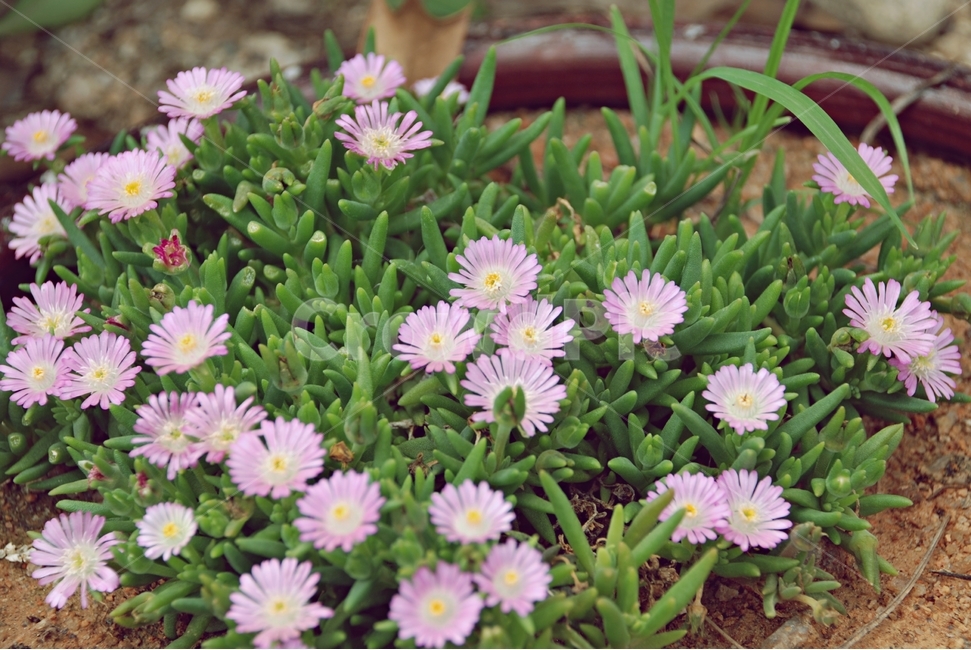 꽃,분홍꽃,꽃잔디,채송화,식물,자연,작은꽃,식물,자연,plants,nature,꽃,flower