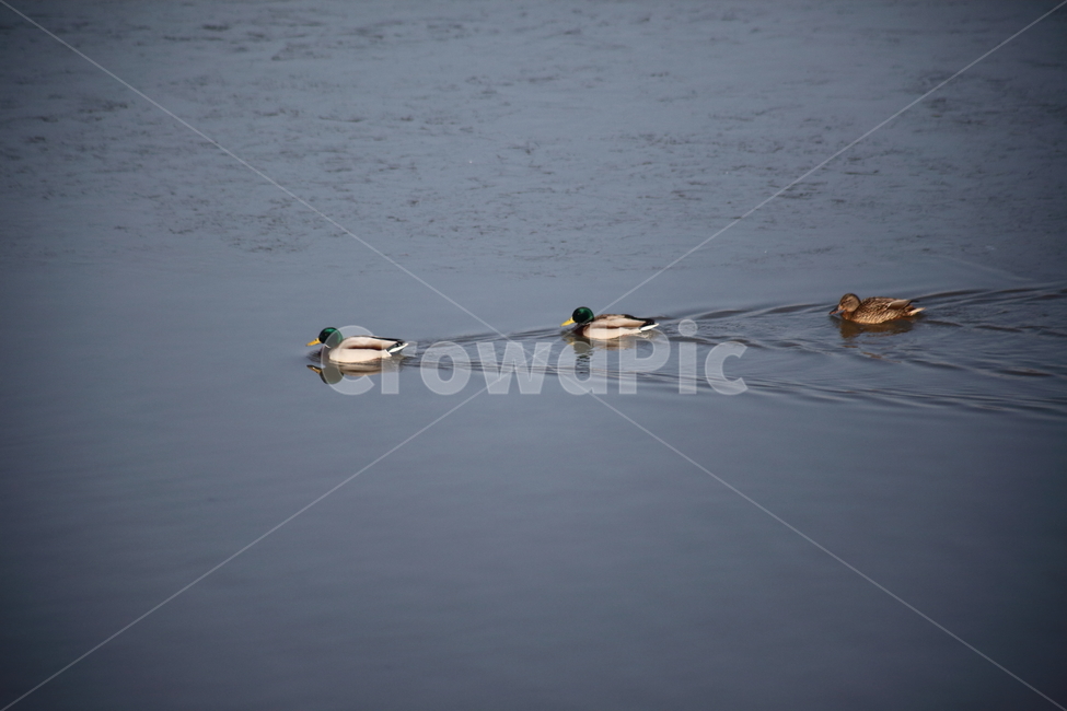 duck,오리,청둥오리,mallard,동물,동물,animal,조류,새,birds