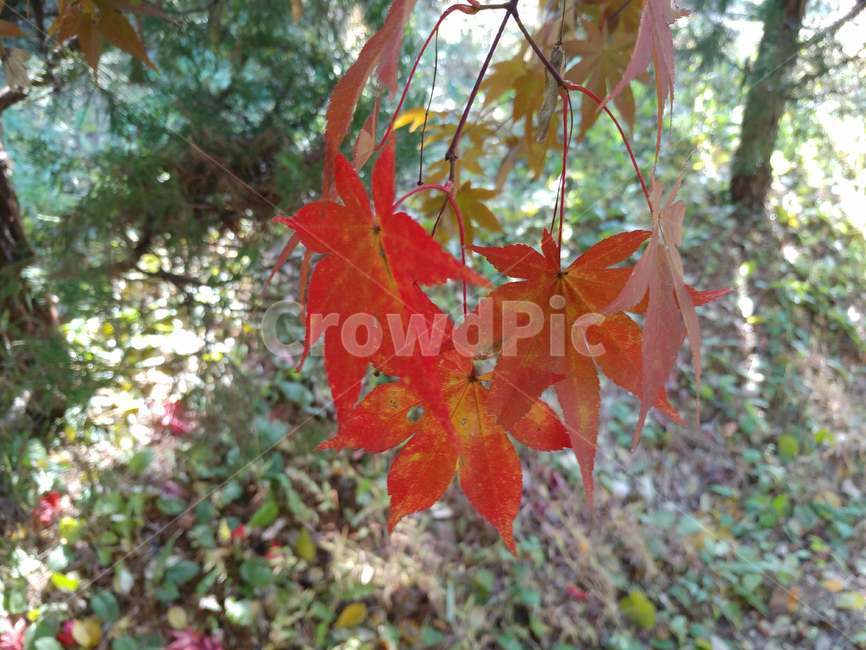 단풍,가을단풍,가을,엽록소,maple,leaf,잎,plant,식물,tree,나무,가을,계절,fall,autumn,season
