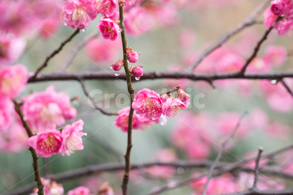 초봄,매화,꽃,봄,봄꽃,아름다움,감성,봄,계절,spring,season,식물,자연,plants,nature,꽃,flower,plant,blossom