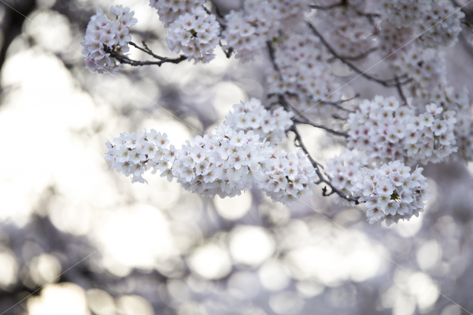 벚꽃,봄,봄꽃,봄날,분홍,자연,꽃,spring,nature,cherryblossom,봄,계절,spring,season,식물,자연,plants,nature,꽃,flower,plant,blossom