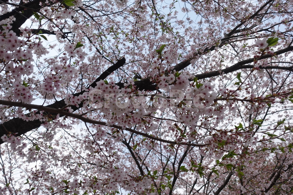 벚꽃,봄꽃,벚꽃놀이,봄,풍경,자연,나무,plant,식물,blossom,꽃,flower,cherryblossom