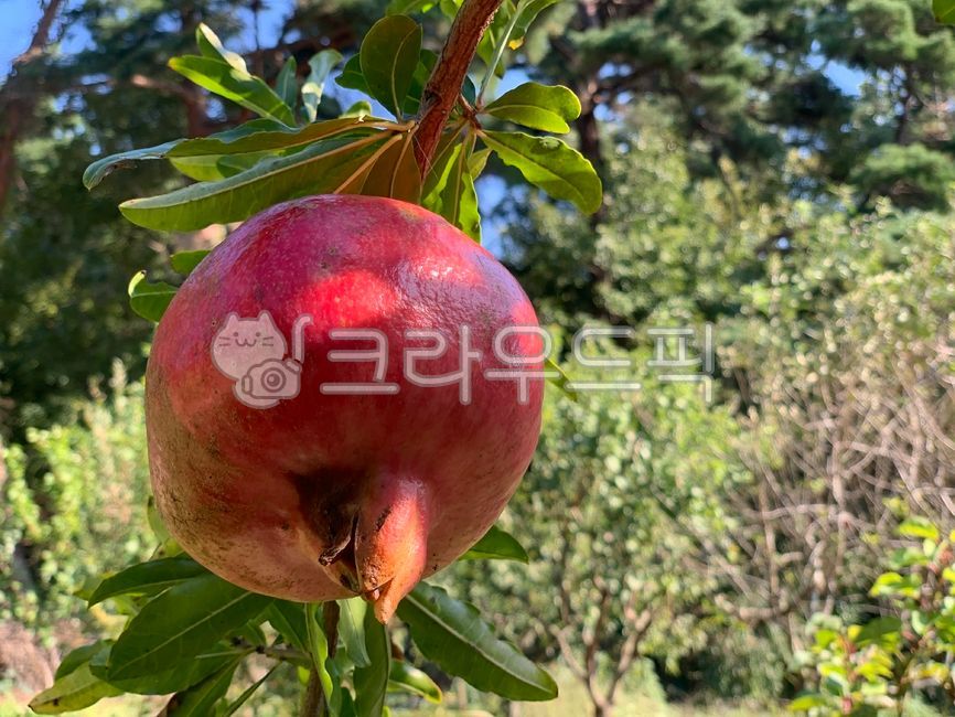 과일,fruit,석류,pomegranate,석류열매