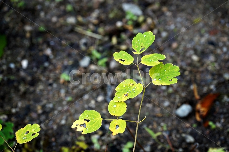 빗방울,이파리,잎,식물,가을,nature,plant,leaves,raindrop,식물,자연,plants,nature