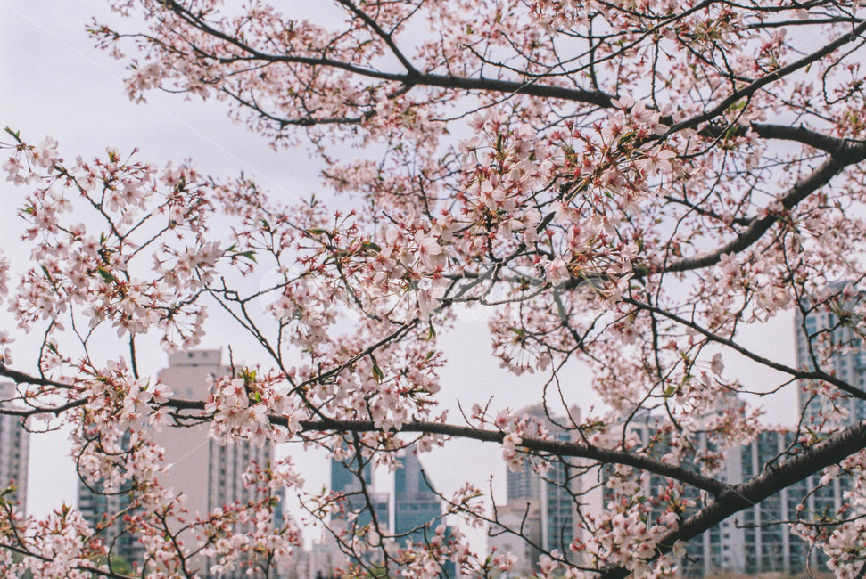 벚꽃,벚꽃나무,벚나무,봄,봄꽃,꽃,나무,하늘,봄,계절,spring,season,식물,자연,plants,nature,꽃,flower,plant,blossom,cherry blossom