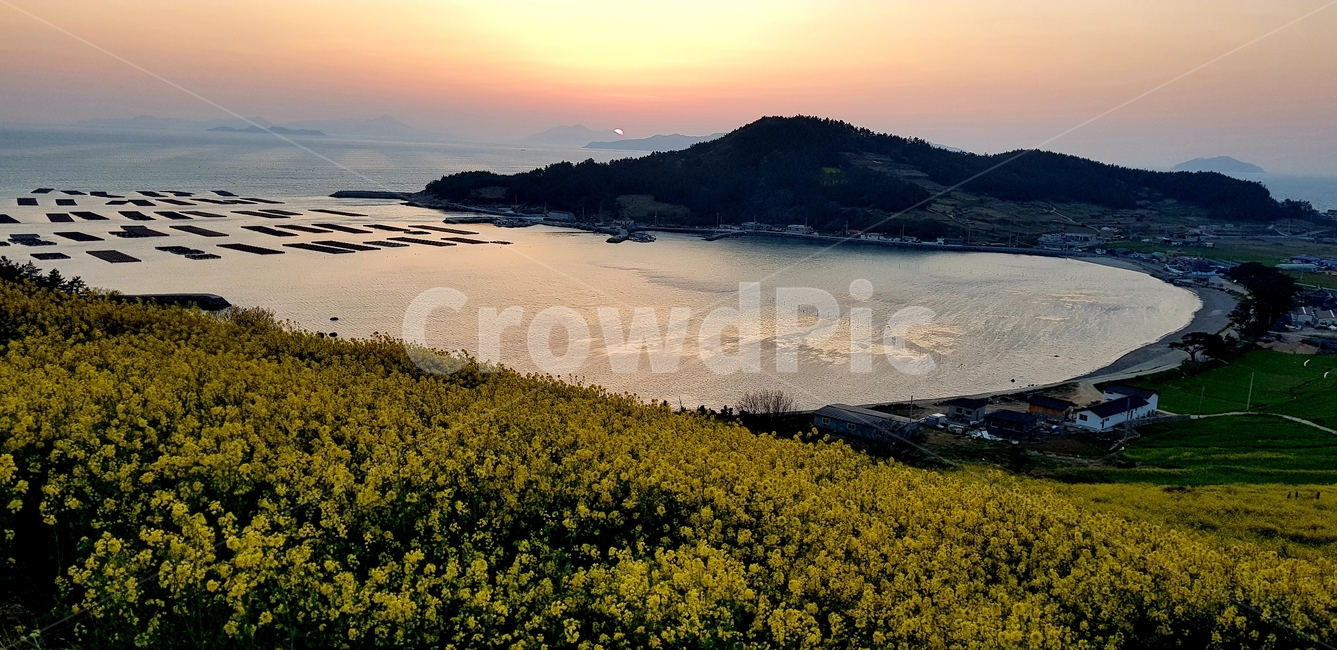 소나무,해변,경치,청산도,바다,자연,유채,섬,일몰,노을,석양
