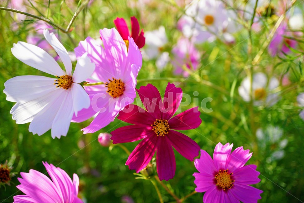 코스모스,가을,꽃,외로움,감성,가을,계절,fall,autumn,season,식물,자연,plants,nature,꽃,flower,plant
