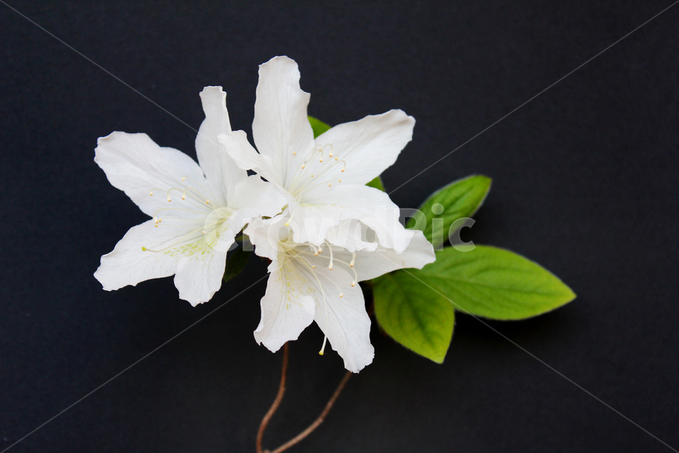 azaleas,azaleasflowers,closeup,decoration,detail,flower,fresh,green,leaf,leaves,macro,natural,nature,plant,royalazaleablossom,whiteazaleasflowers,철쭉,철쭉꽃,클로즈업,디테일,꽃,신선한,그린,녹색,잎,나뭇잎,잎사귀,자연,식물,플라워,진달래,검은색,검정,블랙,식물,자연,plants,nature,꽃,flower
