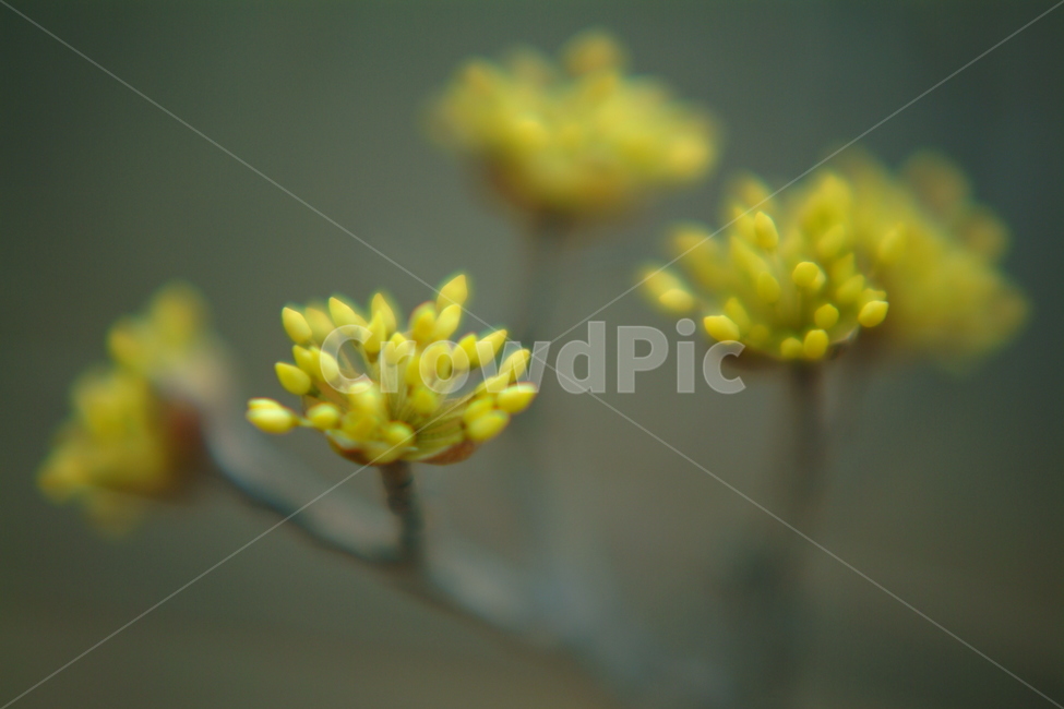 plant,식물,꽃,봉우리,blossom,접사,식물,자연,plants,nature,꽃,flower