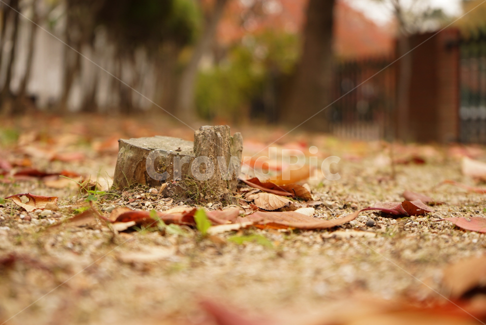 가을,낙엽,나무밑동,나무,따뜻함,쓸쓸함,한국,fall,korea,season,가을,계절,fall,autumn,season,감성,sensible,feeling,ground,바닥