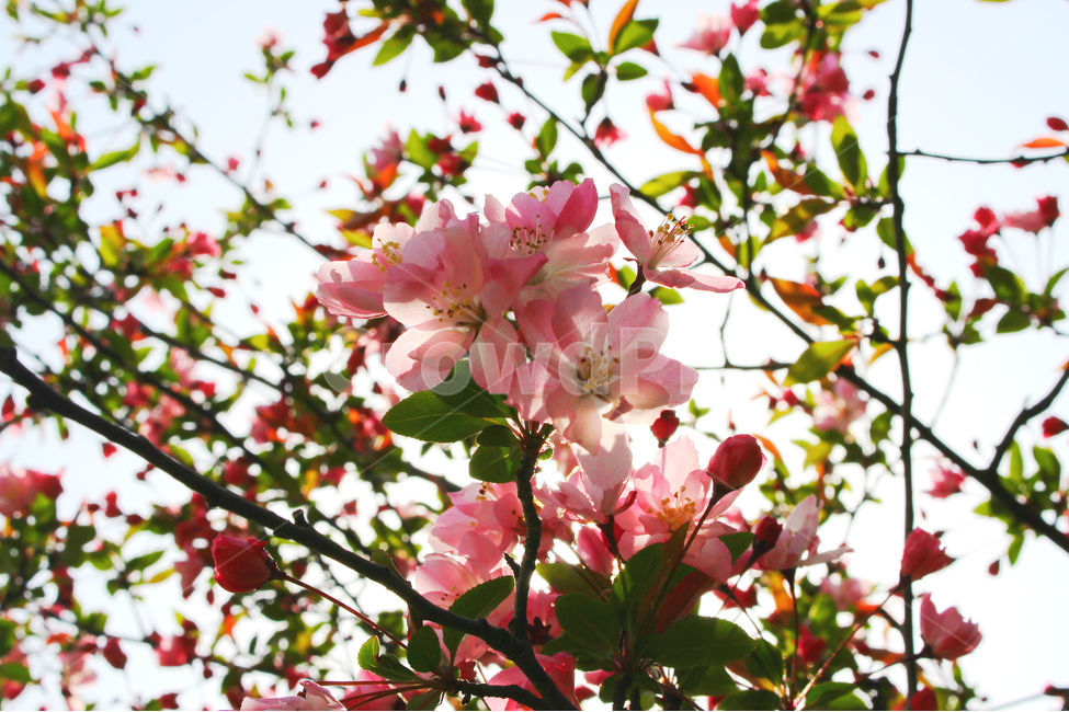 감성사진,봄,꽃,풍경,자연,flower,pink,white,light,빛,색감,하늘,sky,spring,봄,계절,spring,season,식물,자연,plants,nature,꽃,flower,plant,blossom,cherry blossom,벚꽃