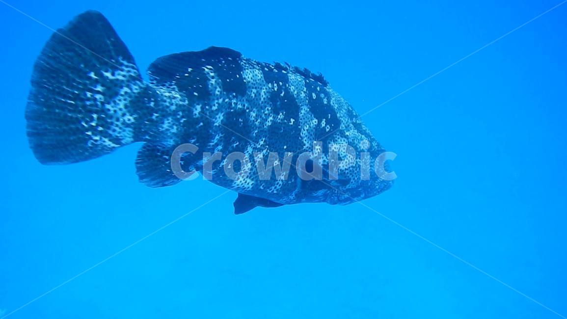 물고기,심해어,바닷속,여름,greatbarrierreef,그레이트배리어리프,파랑색,바다,동물,animal,어류,물고기,fish